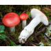 Мицелий Сыроежки жгучеедкой / Сыроежка жгучая  (Russula emetica)